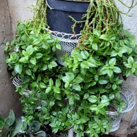 گلهای آپارتمانیگ|گل و گیاه طبیعی|سبزوار, امام خمینی (ناوی)|دیوار