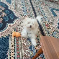 سگ آپارتمانی