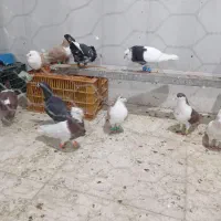 کبوتر رنگی  سلطان اباد