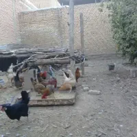 مرغ و خروس|حیوانات مزرعه|گتوند, |دیوار