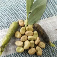 پخش باقالی خشک|خوردنی و آشامیدنی|تهران, انبار نفت|دیوار