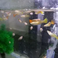 یک گله ۴۰ عددی ماهی گوپی|ماهی|ملایر, |دیوار