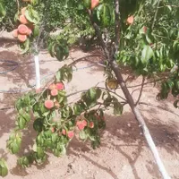 فروش باغ ویلا در  نزدیکی شهرستان ساوه. غرق آباد|فروش خانه و ویلا|تهران, نازی‌آباد|دیوار