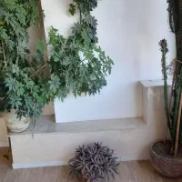 گل طبیعی و خانگی|گل و گیاه طبیعی|اشنویه, |دیوار