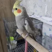 عروس هلندی نر سخنگو|پرنده|مشهد, گلبرگ شمالی|دیوار