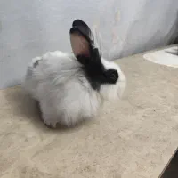 خرگوش|موش و خرگوش|مهاباد (آذربایجان غربی), |دیوار