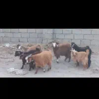 هشت عدد گوسفند محلی