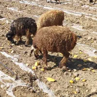 بره|حیوانات مزرعه|سمیرم, |دیوار