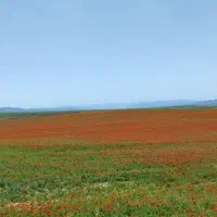 زمین کشاورزی ۵۰۰۰متر دارای سهم آب از جوب عمومی