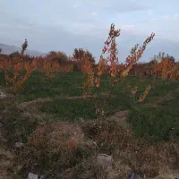 باغ زردالو|فروش دفتر صنعتی، کشاورزی، تجاری|نوشین شهر, |دیوار