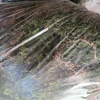 خزه جنگل تر و تازه|گل و گیاه طبیعی|مشهد, جنت|دیوار