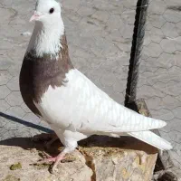 ک طوقی|پرنده|مبارکه, |دیوار