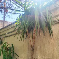 گل ذرتی|گل و گیاه طبیعی|شیراز, لب آب|دیوار
