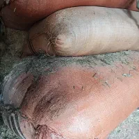 کاه|لوازم جانبی حیوانات|سیلوانه, |دیوار