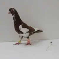 کفتر طوقی|پرنده|فریمان, |دیوار