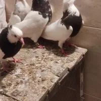 12تا کفترطوقی|پرنده|تهران, هاشمی|دیوار