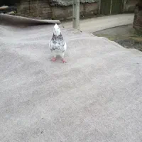 طوقی کرمانشاهی|پرنده|خان ببین, |دیوار