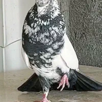 جفت کاکلی ارسالی          کبوتر