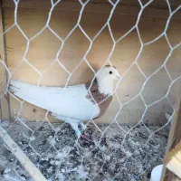 قیمت ۶۰۰۰۰۰۰