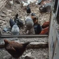 باسلام خدمت دوستان 12 مرغ آلی و سرحال