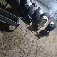 بره نر ماده سبک|حیوانات مزرعه|نورآباد, |دیوار