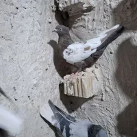 سینه سبز پرشی|پرنده|مرودشت, نقش رستم|دیوار