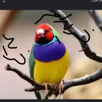 فروش فنچ