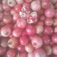 عمده فروشی انار