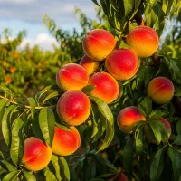 ورود به کسبوکار تولید ثروت|گل و گیاه طبیعی|ساری, |دیوار