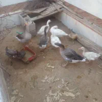 غاز|حیوانات مزرعه|شادگان, |دیوار