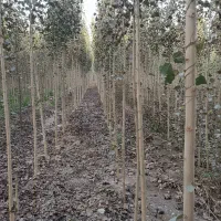 نـهال صنوبـر سریع‌الرشد با تخفیف استثنایی|خدمات باغبانی و درختکاری|سنقر, |دیوار