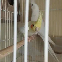 جفت  عروس هلندی چشم شرابی