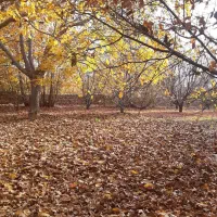 همخانه و پرستار سالمند