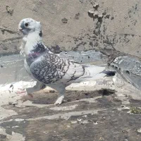 جفت کفتر پلژیکی اصل