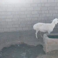 میش سفید خوشکل فروشی