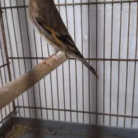 سهره قناری نر