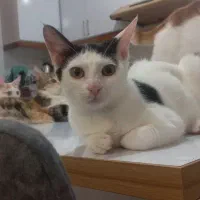 گربه|گربه|رشت, گلسار|دیوار