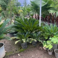 گیاه سیکاس ژاپنی ( گل تزیینی فضای سبز )|گل و گیاه طبیعی|تهران, صادقیه|دیوار