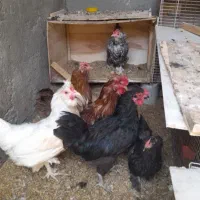 مرغ و خروس تخم گذار