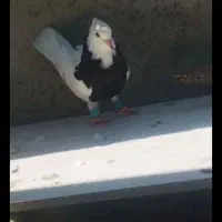 معاوضه کبوتر