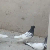 پرنده فروش و معاوضه