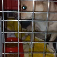 سگ شیواوا|سگ|اسلام‌‌آباد غرب, |دیوار