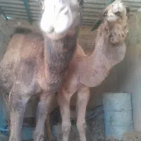 گوشت شتر|خوردنی و آشامیدنی|شبستر, |دیوار