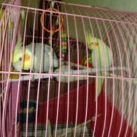 عروس هلندی/جفت نر و ماده
