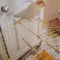 مرغ عشق باتخم