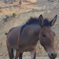 قاطر
