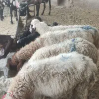 فروش ۶راس میش عربی