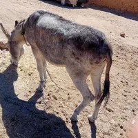 خر گوسفندی|حیوانات مزرعه|شیروان (خراسان), |دیوار