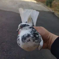 یه جفت کفتر عالی|پرنده|قرچک, پارس سرام|دیوار