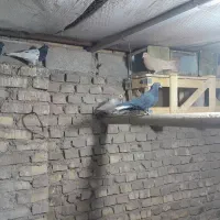 کبوتر|پرنده|کشکوئیه, |دیوار